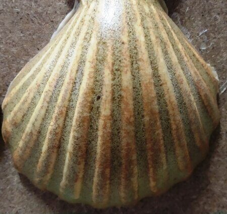 Порошкова полива 1200-1300 С